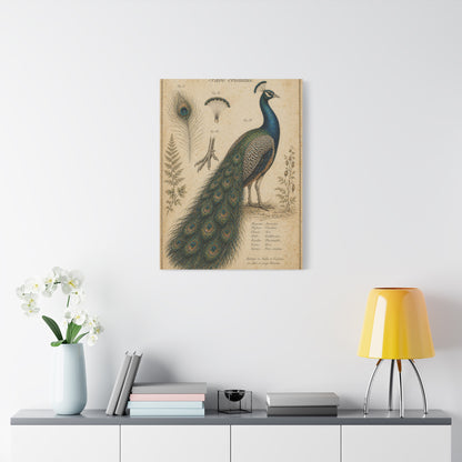 Victorian Scientific Peacock Study Wall Art & Canvas Print