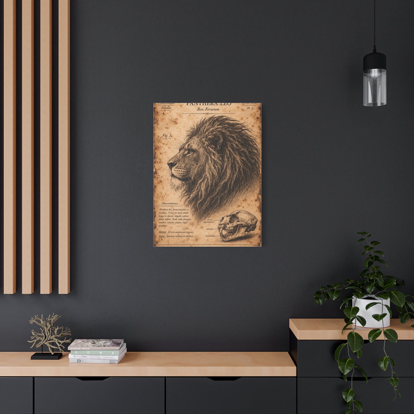 Vintage Lion Natural History Study Wall Art & Canvas Print