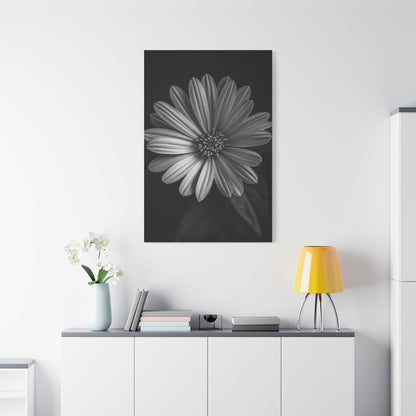 Radiant Daisy in Shadow Wall Art & Canvas Prints