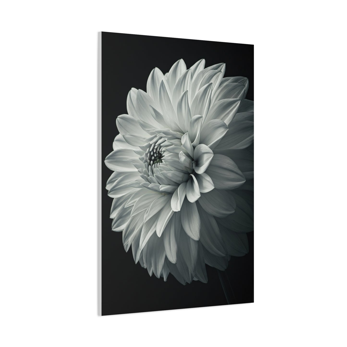 Silver Dahlia Blossom Wall Art & Canvas Prints