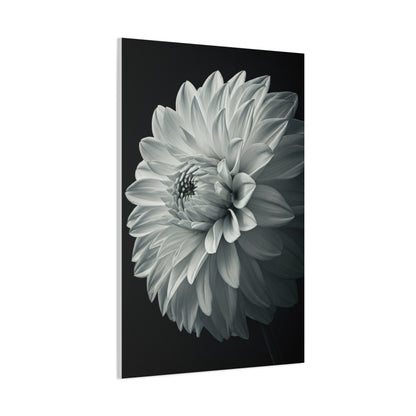 Silver Dahlia Blossom Wall Art & Canvas Prints
