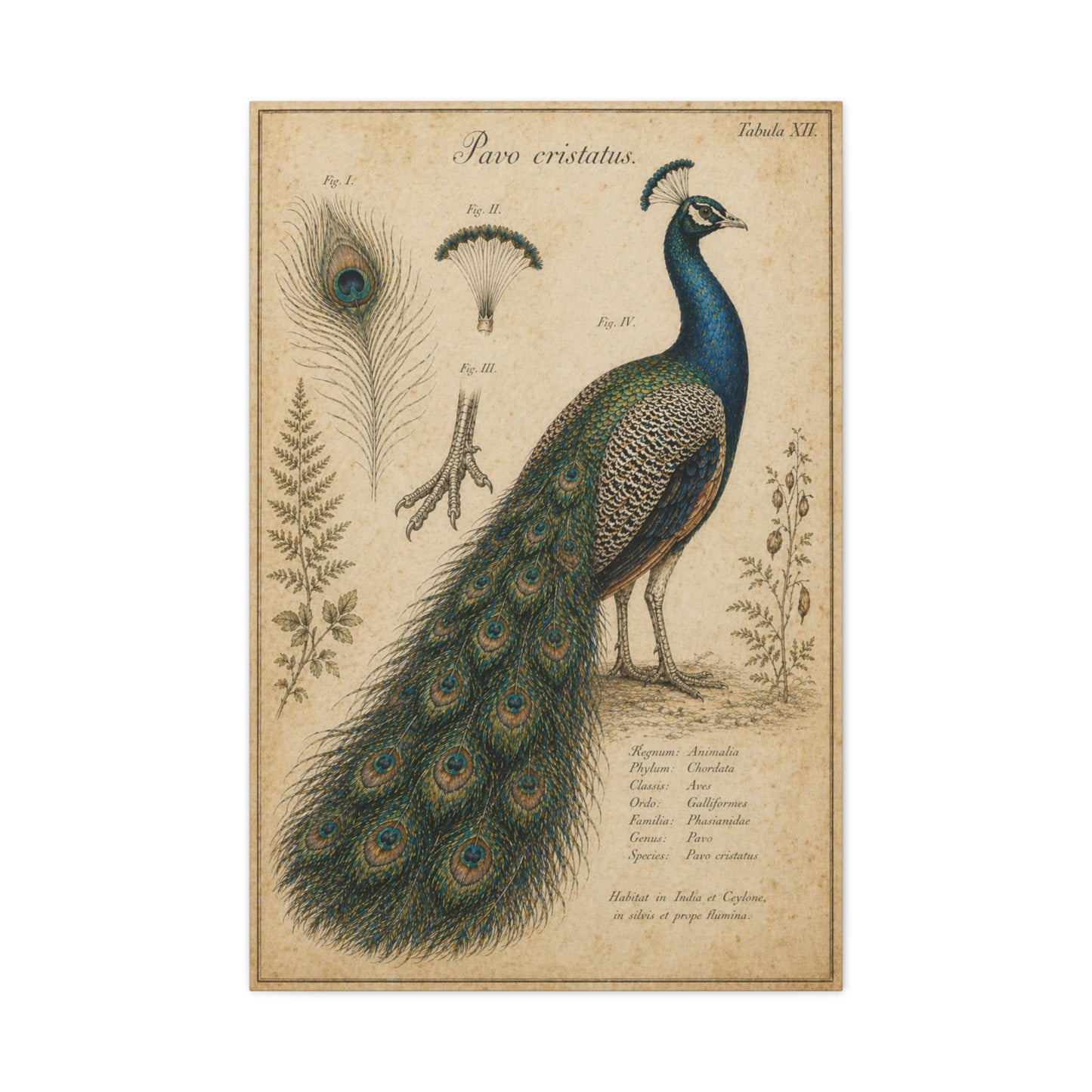Victorian Scientific Peacock Study Wall Art & Canvas Print