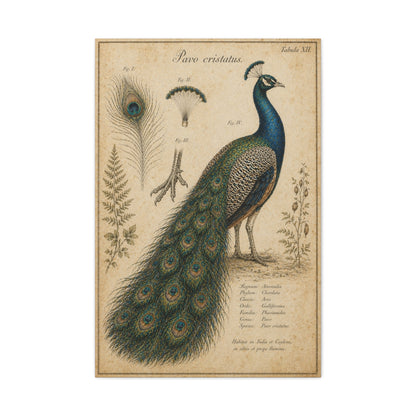 Victorian Scientific Peacock Study Wall Art & Canvas Print