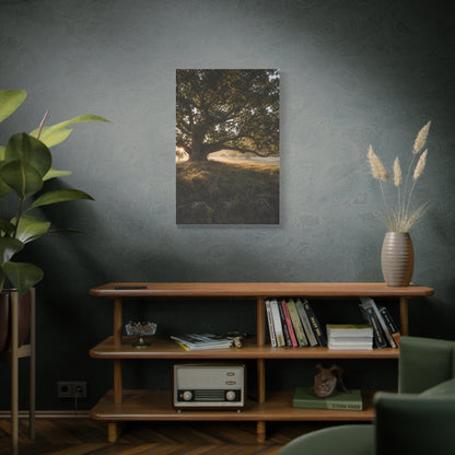 Ancient Oak Golden Dawn Landscape Trees Wall Art & Canvas Print