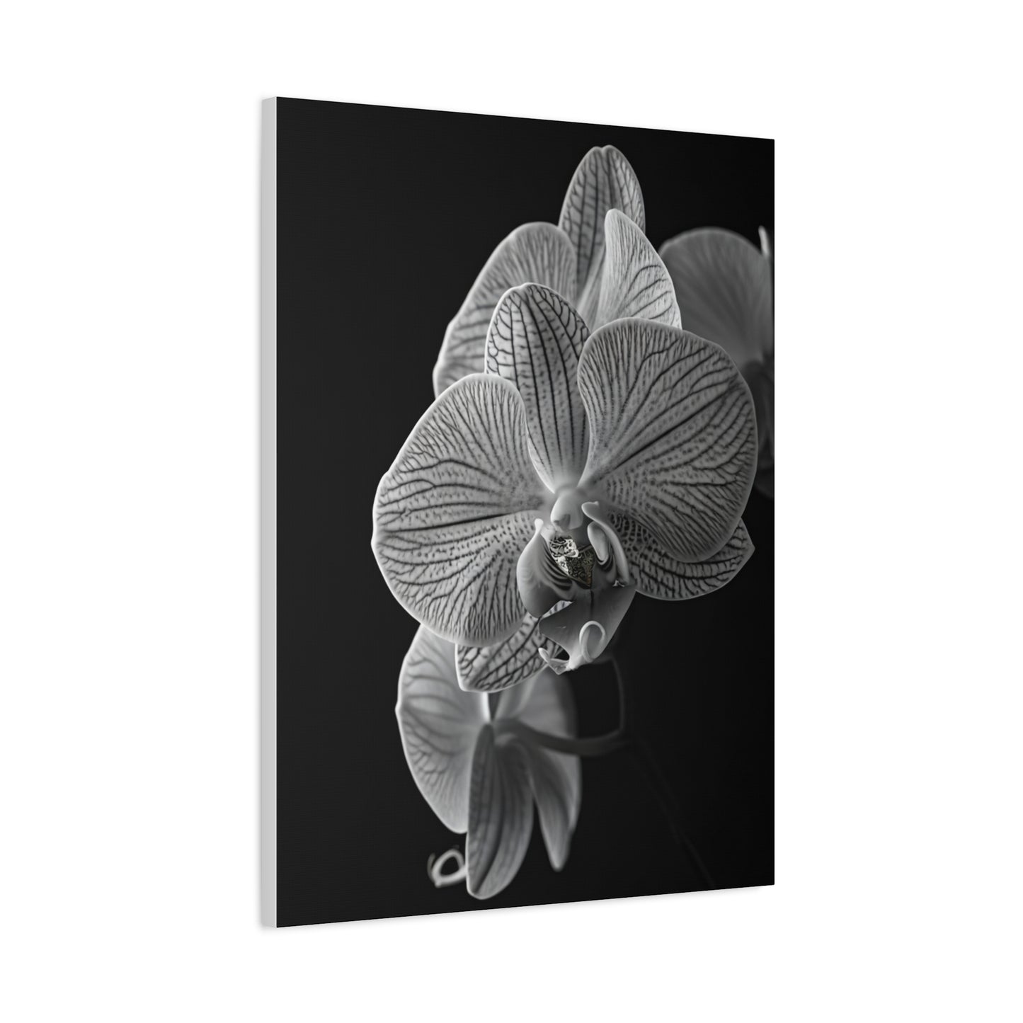 Elegant Orchid Portrait Monochrome Wall Art & Canvas Prints