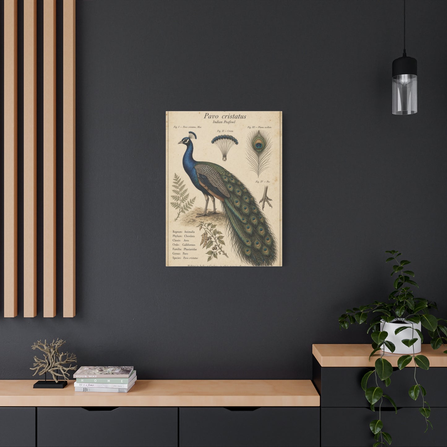 Antique Ornithology Peacock Illustration Wall Art & Canvas Print