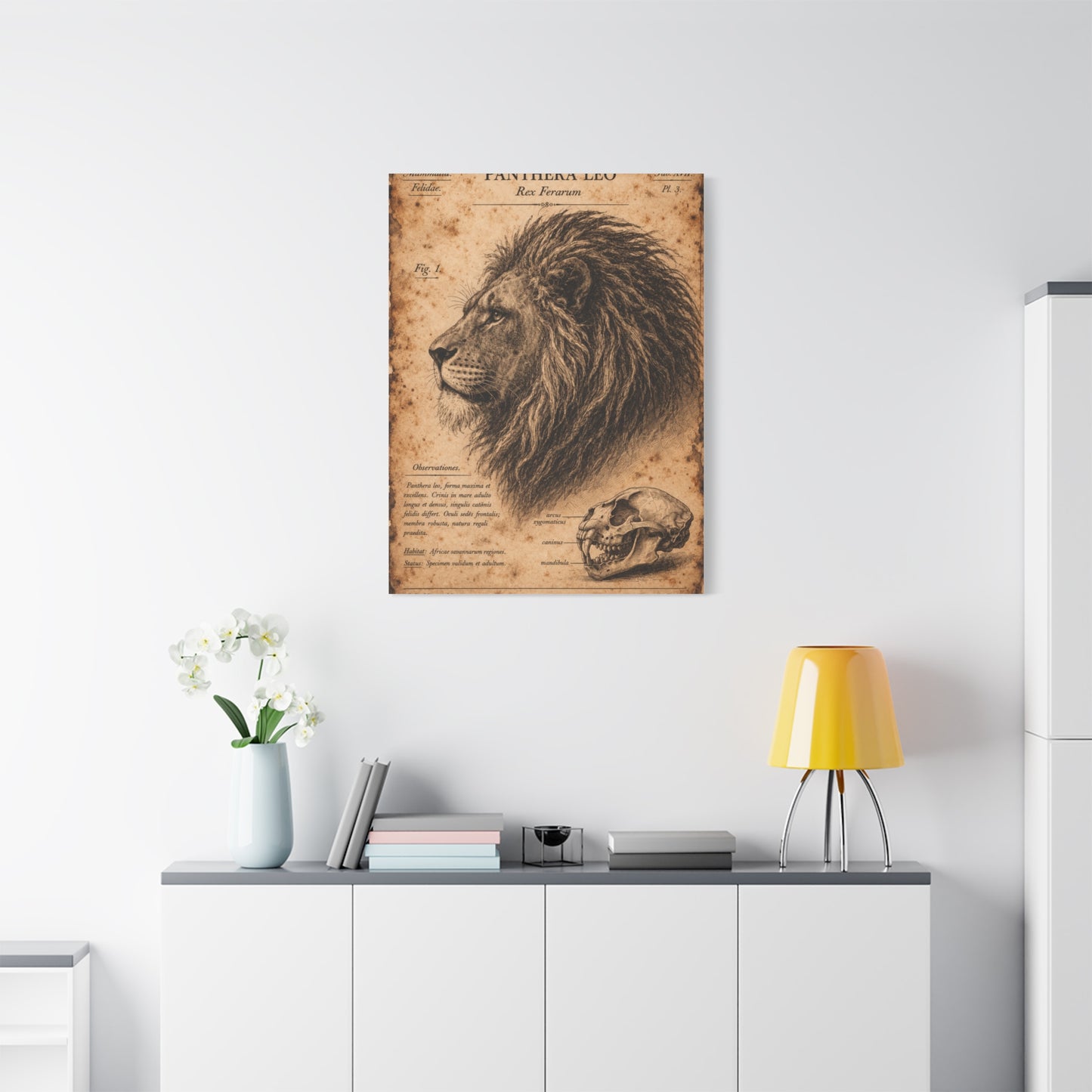 Vintage Lion Natural History Study Wall Art & Canvas Print