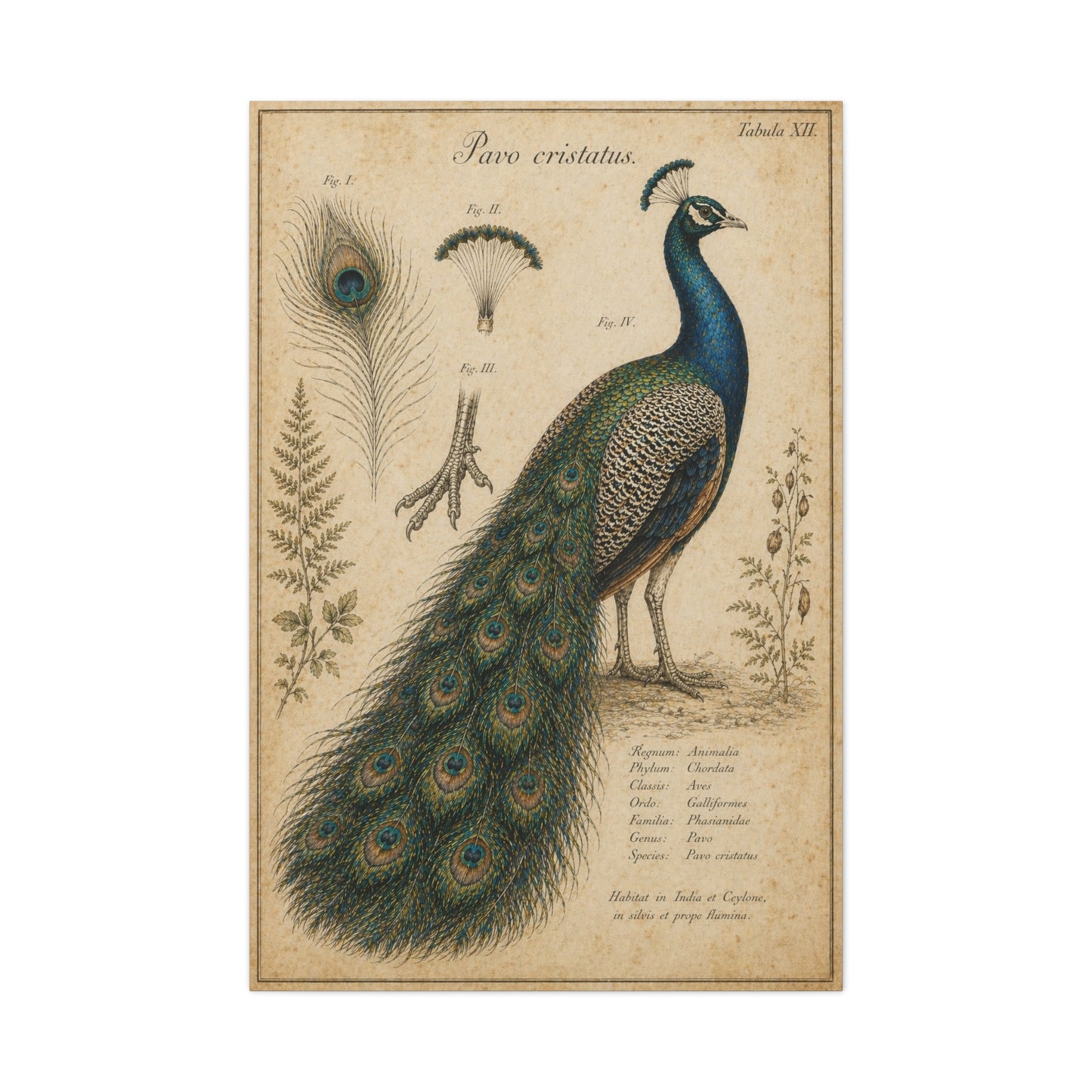 Victorian Scientific Peacock Study Wall Art & Canvas Print