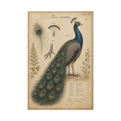 Victorian Scientific Peacock Study Wall Art & Canvas Print