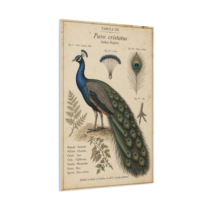 Antique Ornithology Peacock Illustration Wall Art & Canvas Print