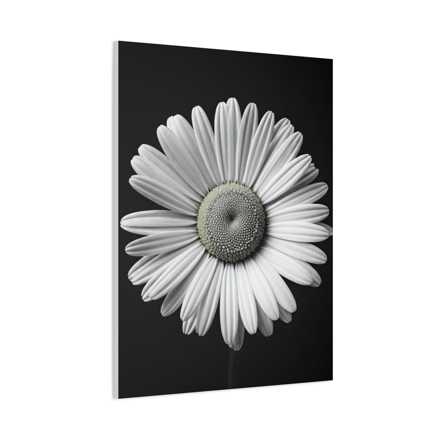 White Daisy Bloom Portrait Wall Art & Canvas Prints