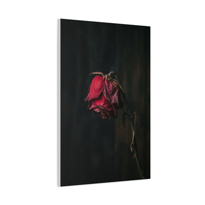 Withered Crimson Rose Still Life Wall Art & Canvas Print