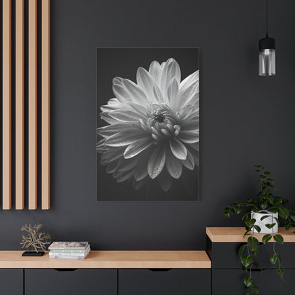 Chrysanthemum in Timeless Shadow Wall Art & Canvas Prints