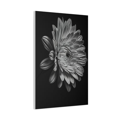 Side Profile Dahlia Bloom Wall Art & Canvas Prints