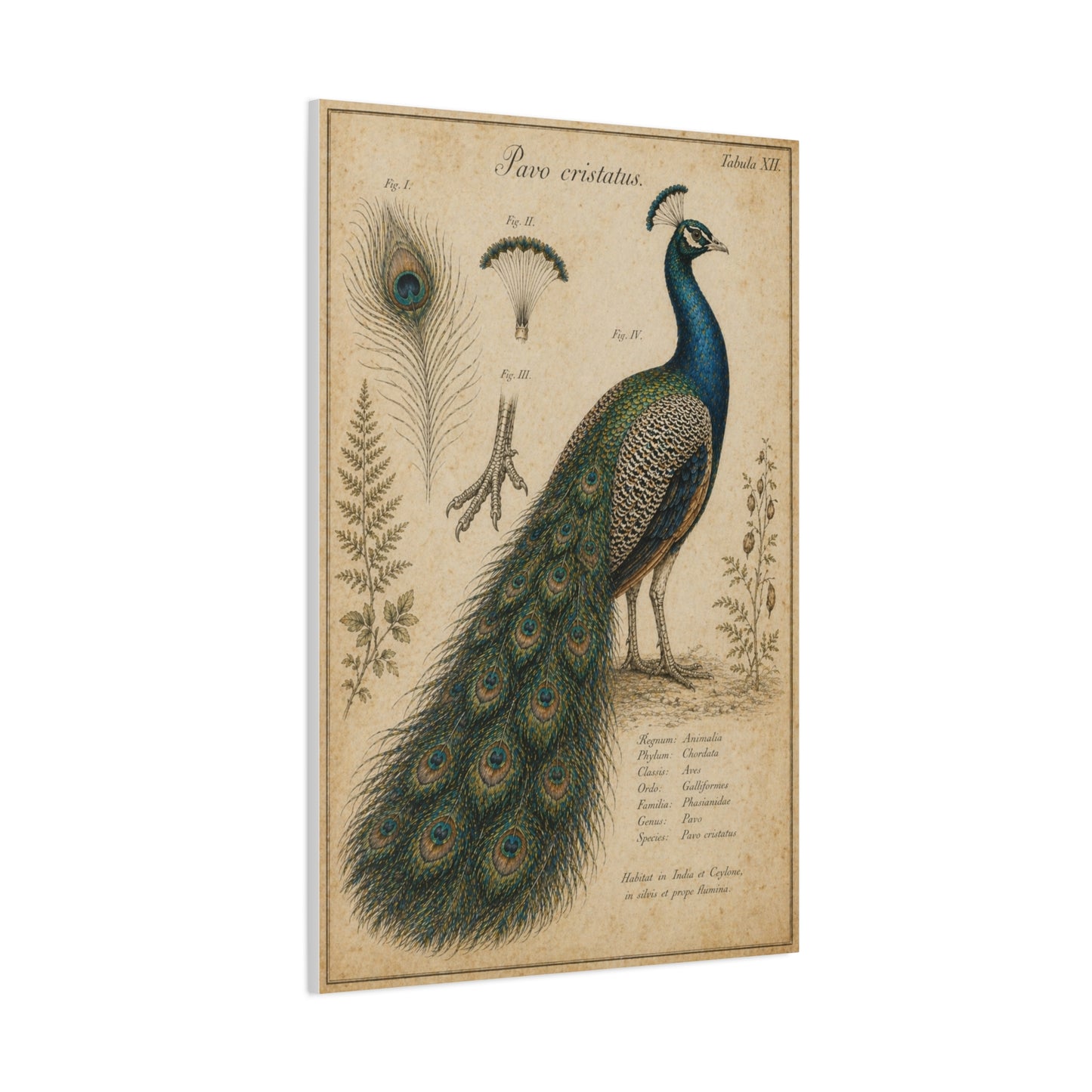 Victorian Scientific Peacock Study Wall Art & Canvas Print