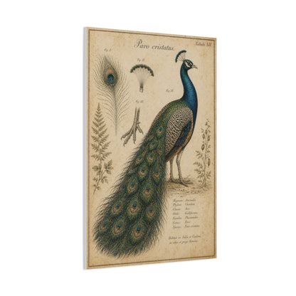 Victorian Scientific Peacock Study Wall Art & Canvas Print