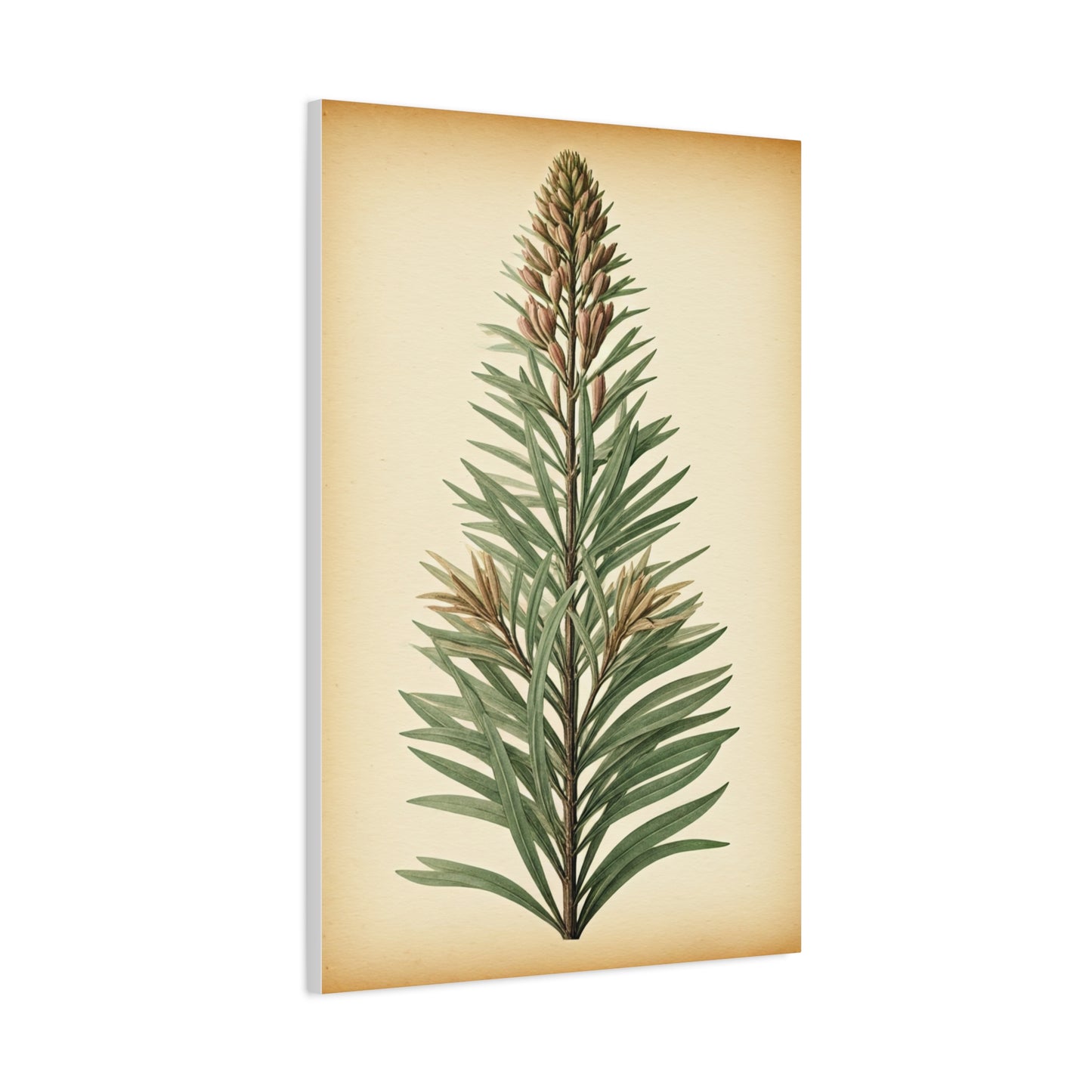 Vintage Fern Study Wall Art & Canvas Prints