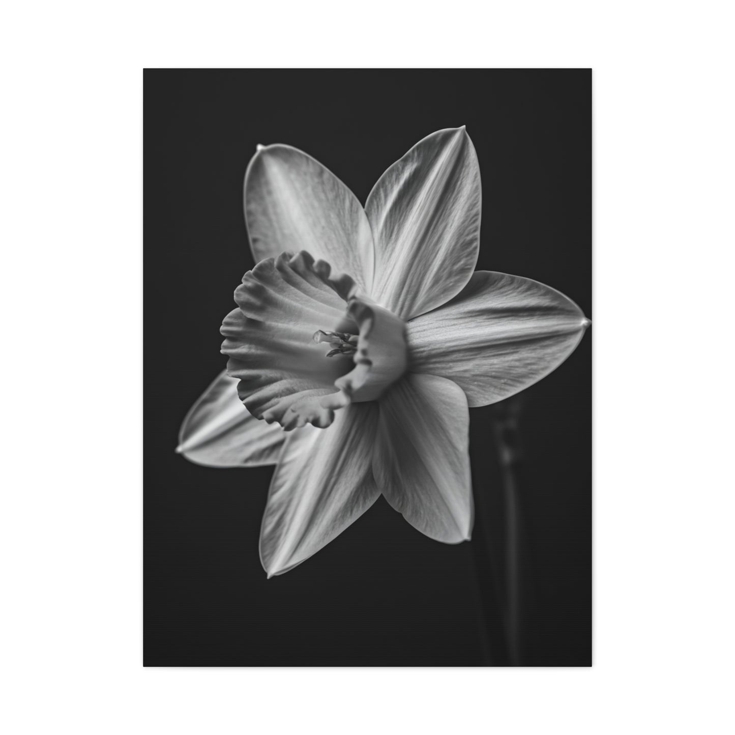 Monochrome Daffodil Grace Wall Art & Canvas Prints