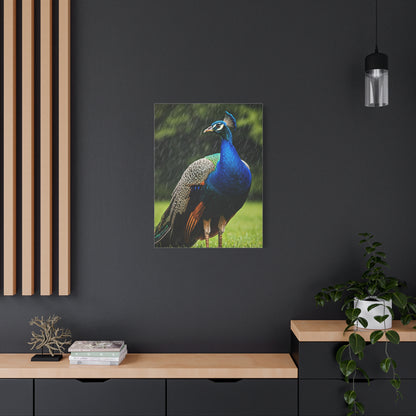 Majestic Peacock in the Rain Wall Art & Canvas Prints