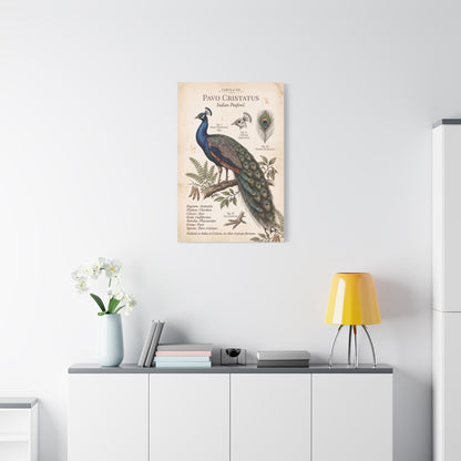 Vintage Natural History Peacock Study Wall Art & Canvas Print