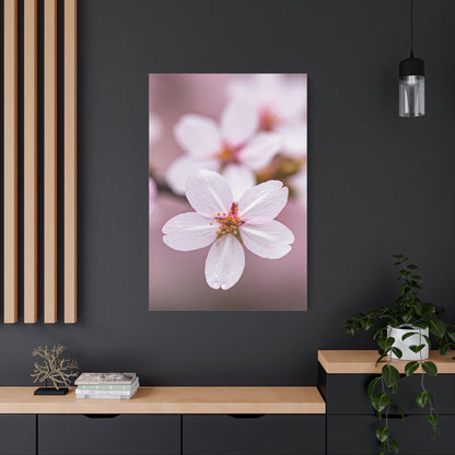 Soft Sakura Petal Macro Photography Wall Art & Canvas Prints