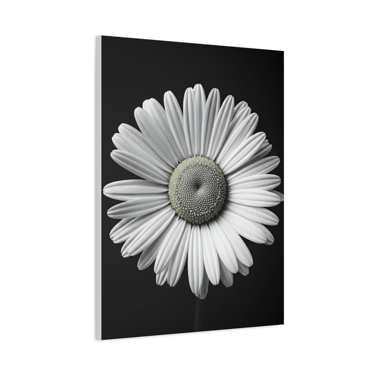 White Daisy Bloom Portrait Wall Art & Canvas Prints