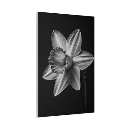 Monochrome Daffodil Grace Wall Art & Canvas Prints