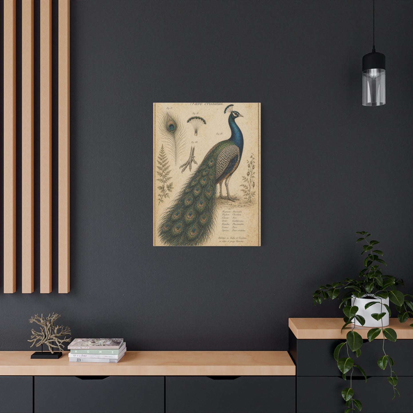 Victorian Scientific Peacock Study Wall Art & Canvas Print