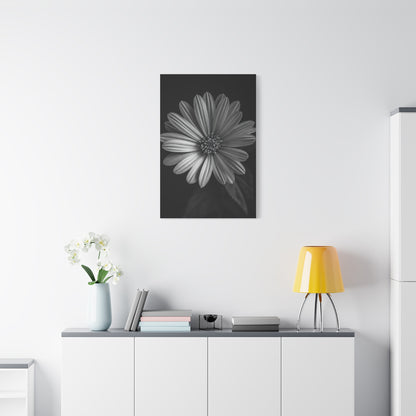 Radiant Daisy in Shadow Wall Art & Canvas Prints
