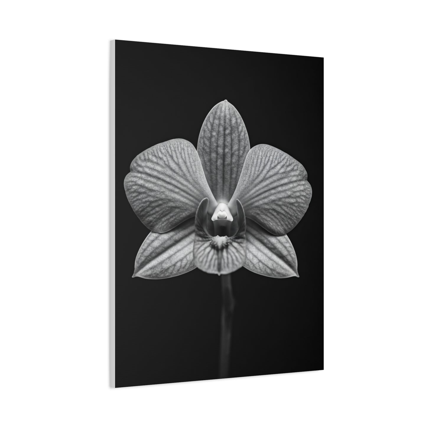 Orchid Serenity Study Wall Art & Canvas Prints