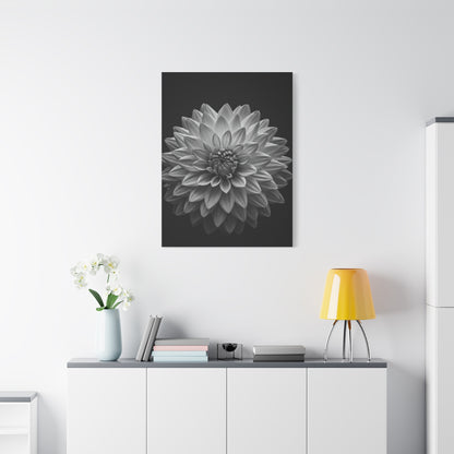 Dahlia Bloom in Shadow Monochrome Wall Art & Canvas Prints