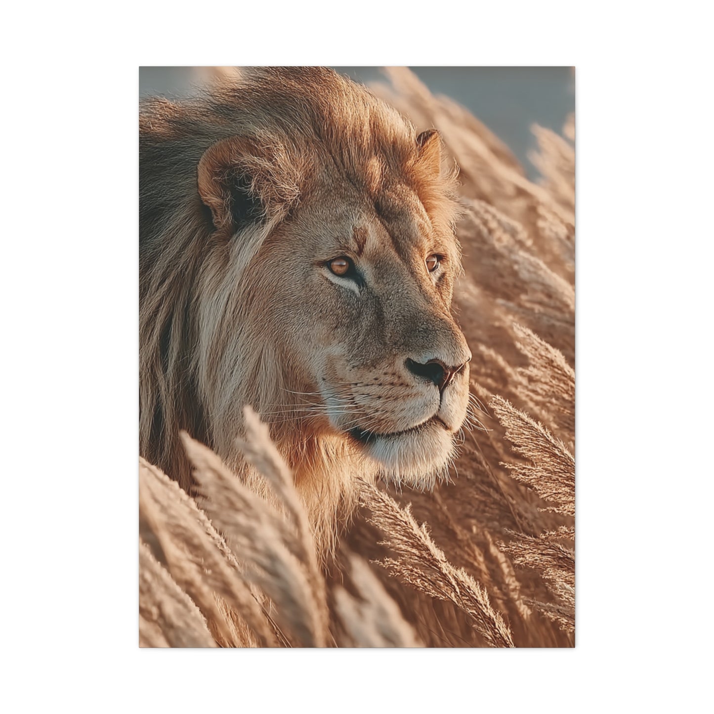 Lion in Golden Grass Calm Watch Wall Art & Canvas Print