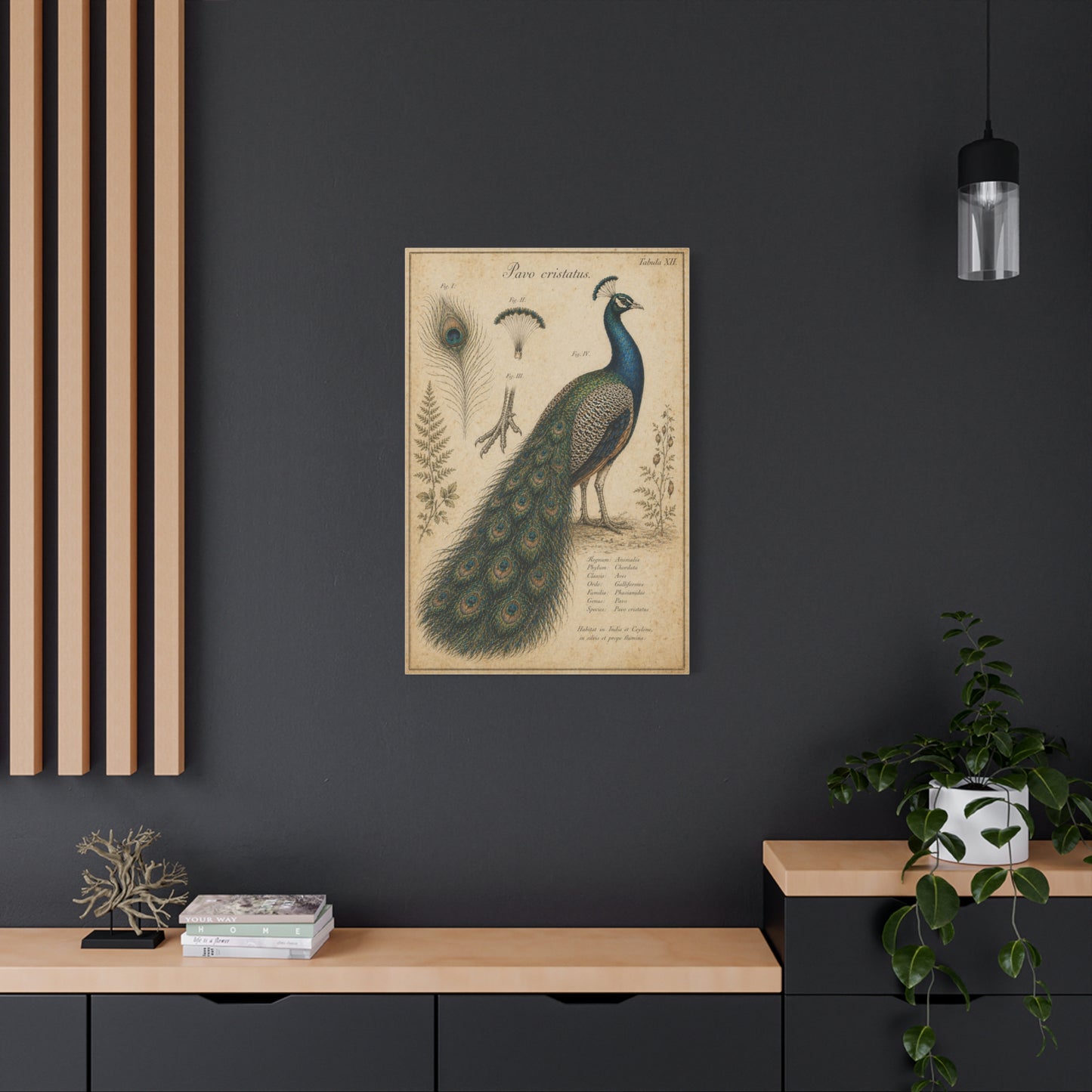 Victorian Scientific Peacock Study Wall Art & Canvas Print