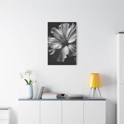Dramatic Monochrome Cosmos Bloom Wall Art & Canvas Prints