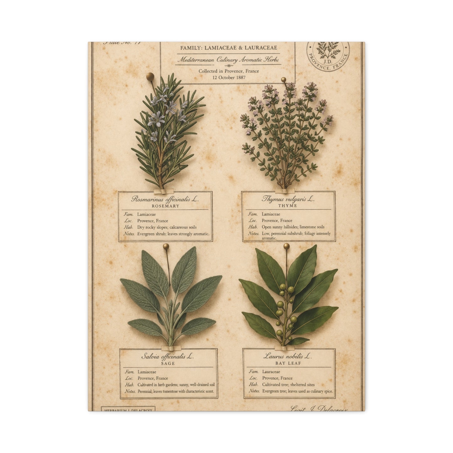 Vintage Herbarium Culinary Study Wall Art & Canvas Print
