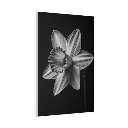Monochrome Daffodil Grace Wall Art & Canvas Prints