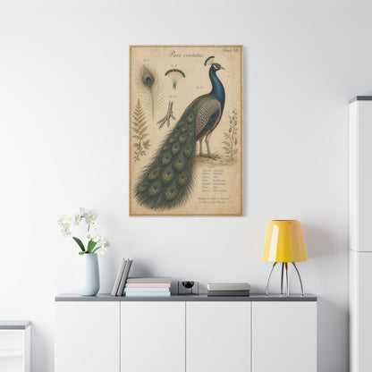 Victorian Scientific Peacock Study Wall Art & Canvas Print