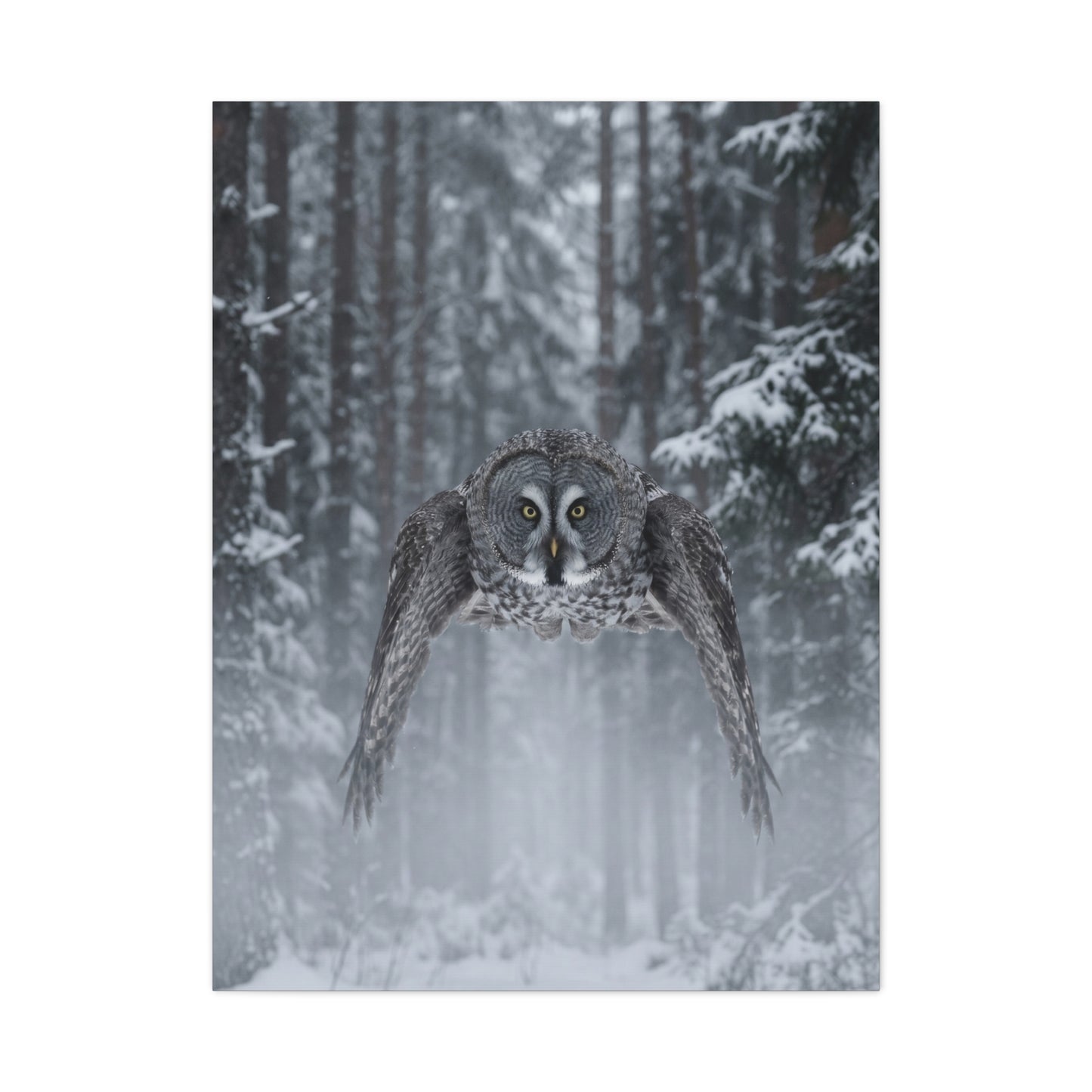 Great Grey Owl Winter Flight Wall Art & Canvas Print