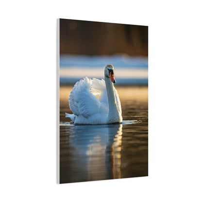 Swan on Still Water Wall Art & Canvas Prints