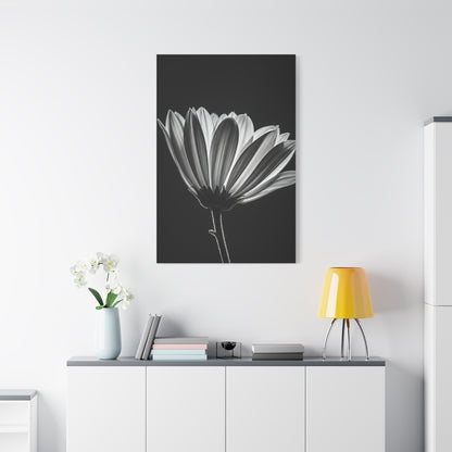 Classic Gerbera Bloom in Shadow Wall Art & Canvas Prints
