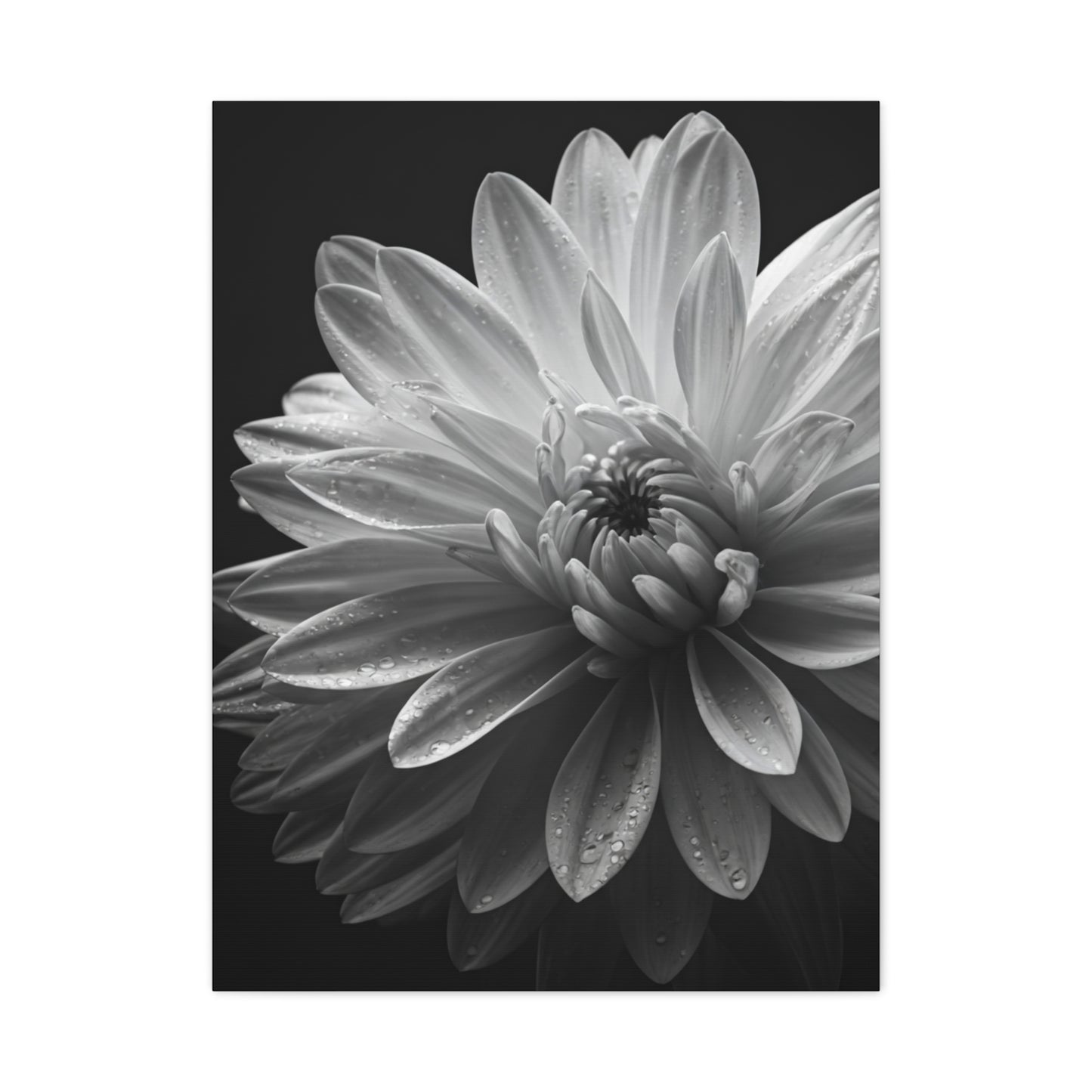 Chrysanthemum in Timeless Shadow Wall Art & Canvas Prints