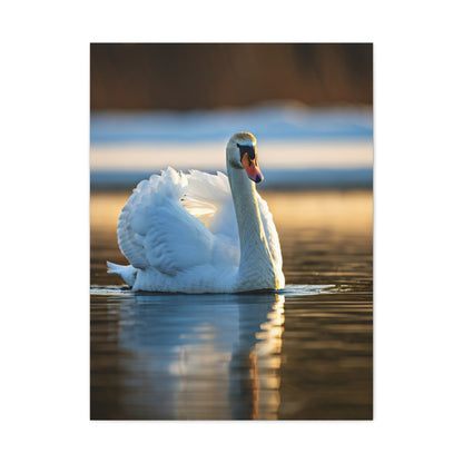 Swan on Still Water Wall Art & Canvas Prints