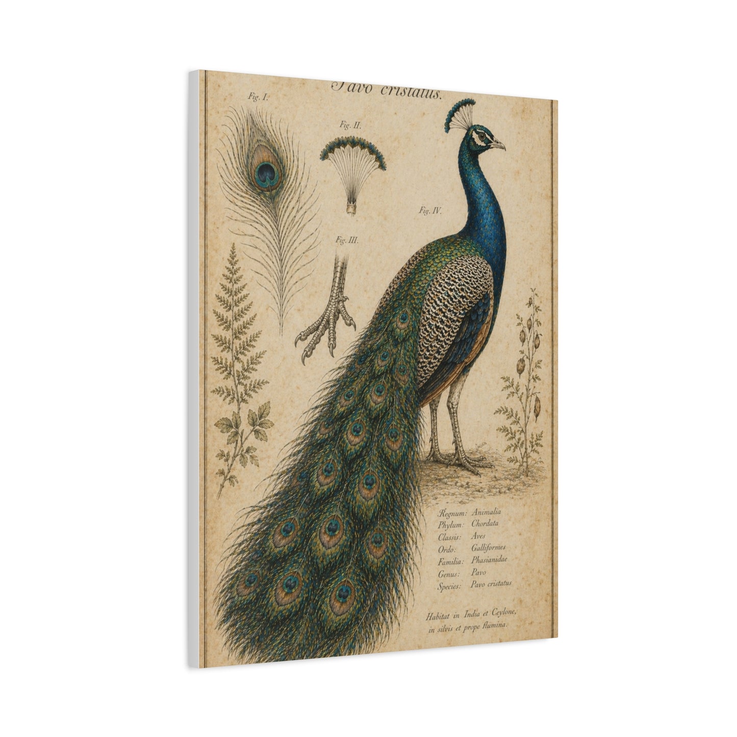 Victorian Scientific Peacock Study Wall Art & Canvas Print