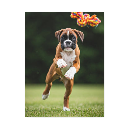 Playful Leap Boxer Wall Art & Canvas Print