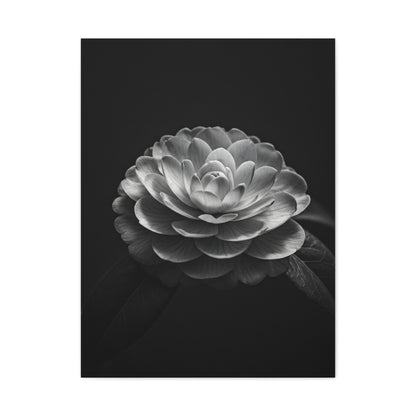Full Bloom Camellia in Deep Contrast Wall Art & Canvas Prints