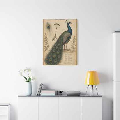 Victorian Scientific Peacock Study Wall Art & Canvas Print