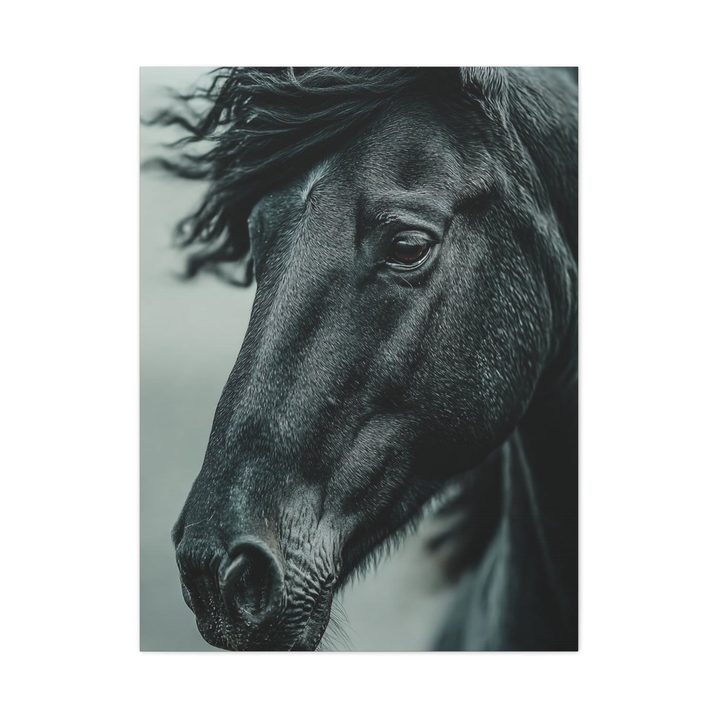 Black Stallion Close Portrait Wall Art & Canvas Print