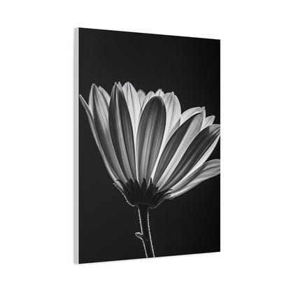 Classic Gerbera Bloom in Shadow Wall Art & Canvas Prints