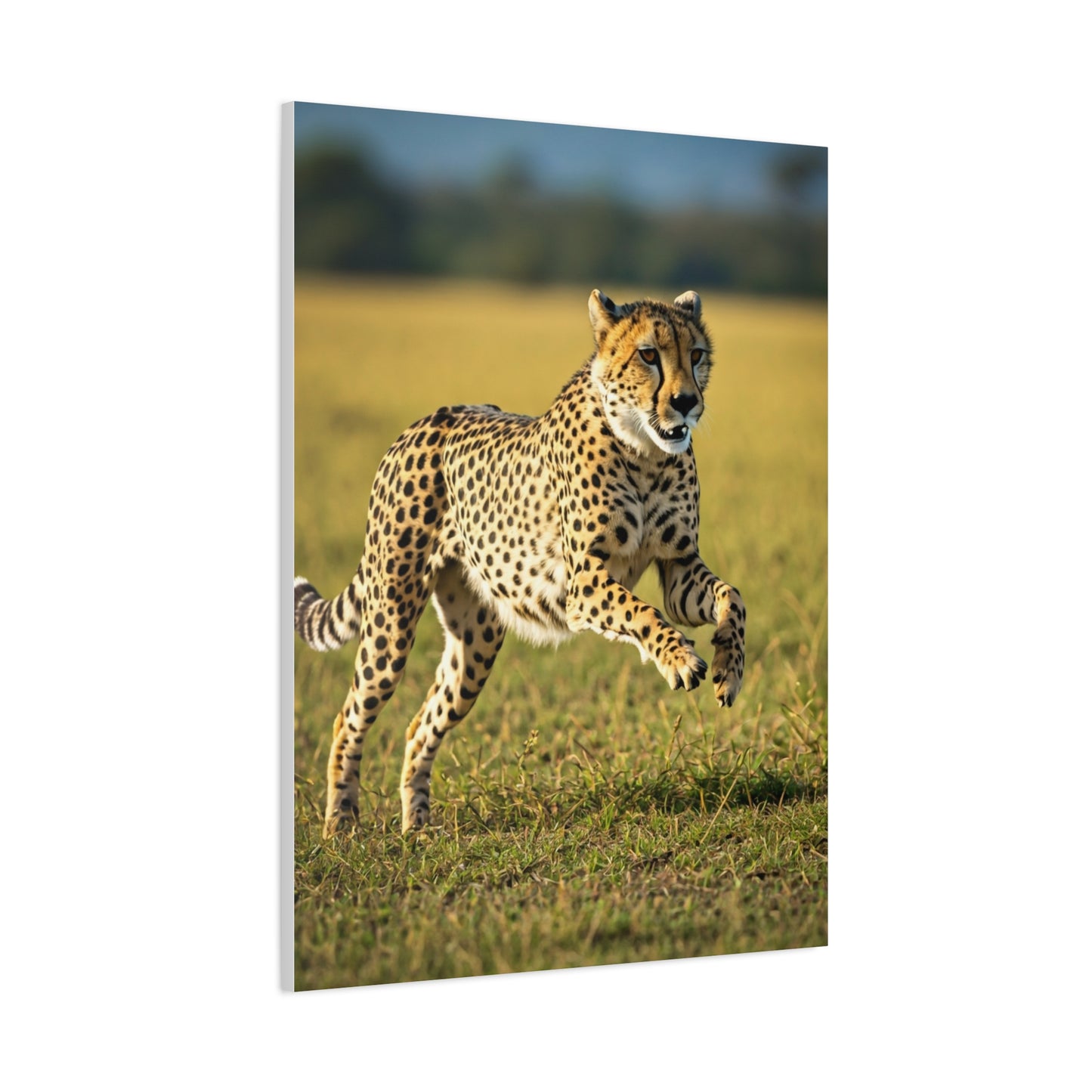 African Sunset Baobab Trail Wall Art & Canvas Prints