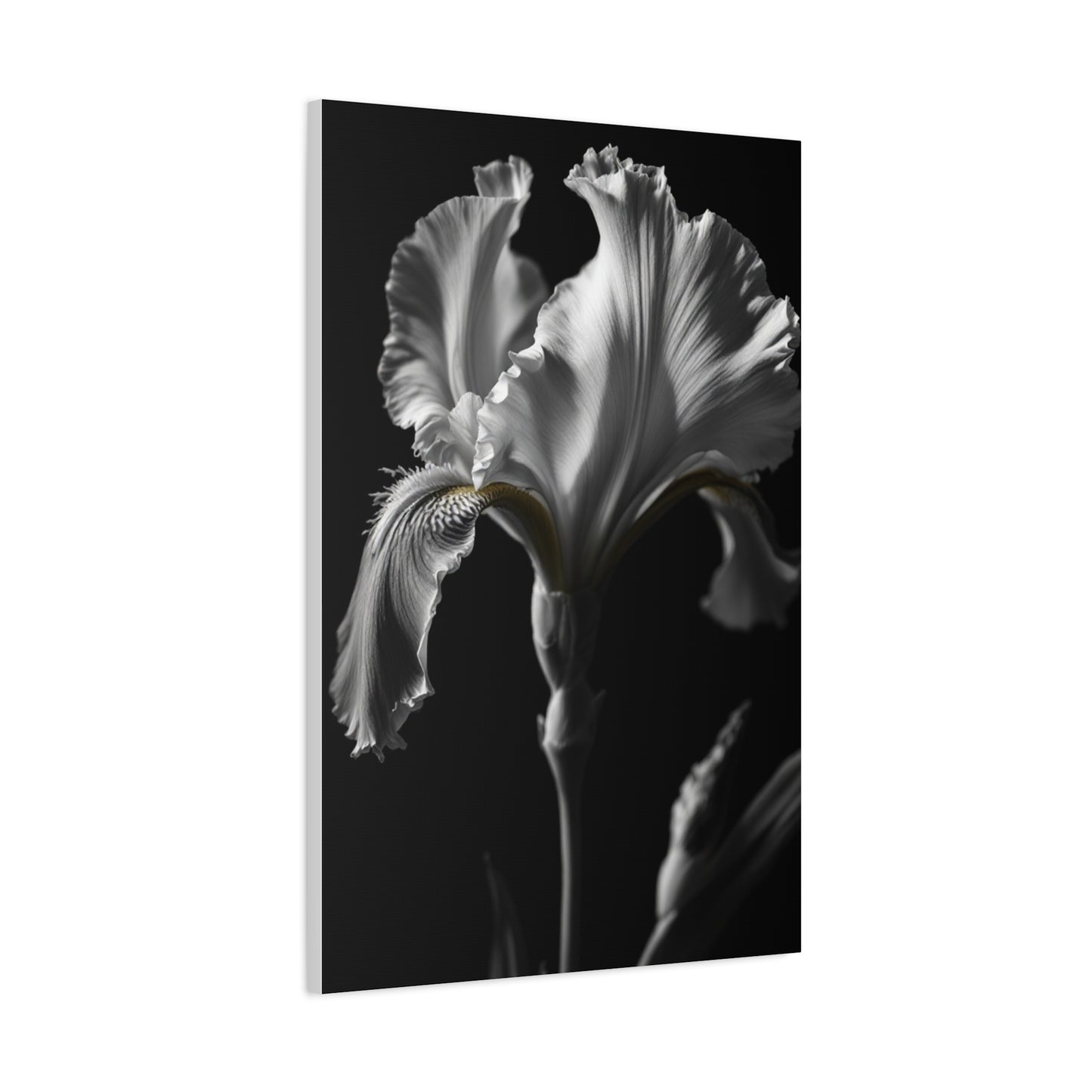 Elegant Iris in Shadowed Light Wall Art & Canvas Prints